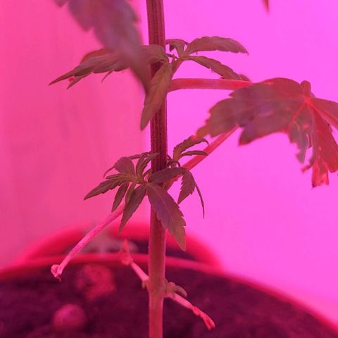 Miss Secret 🤫 growlog timeline photo
