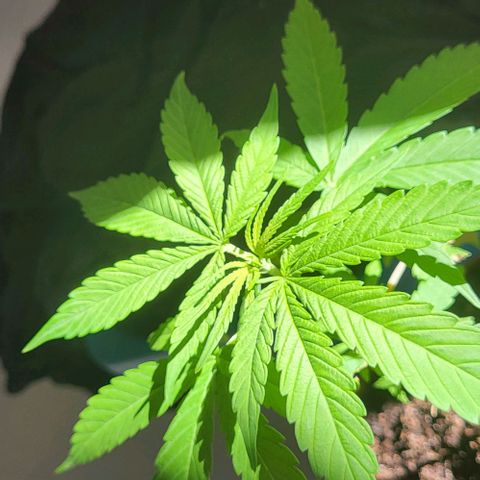 Miss Secret 🤫 growlog timeline photo