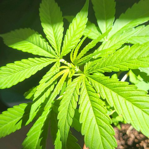 Miss Secret 🤫 growlog timeline photo