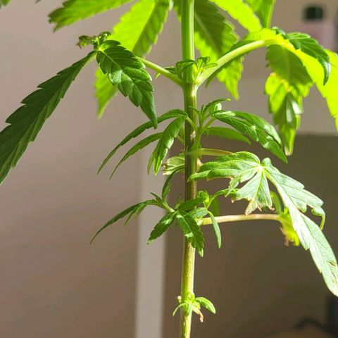 Miss Secret 🤫 growlog timeline photo
