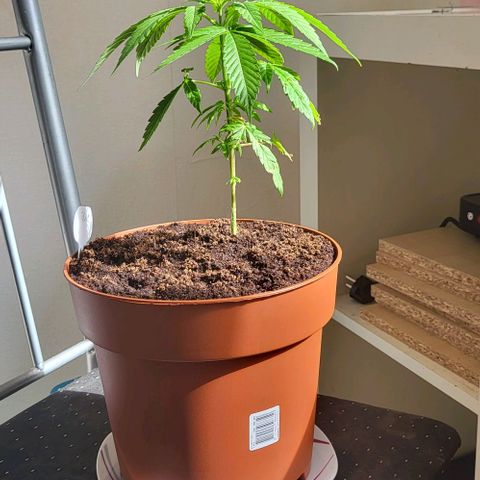 Miss Secret 🤫 growlog timeline photo