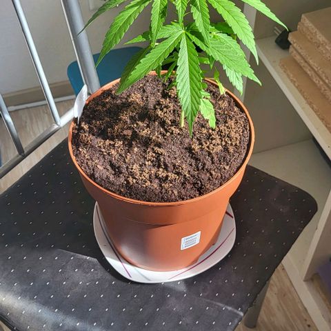 Miss Secret 🤫 growlog timeline photo