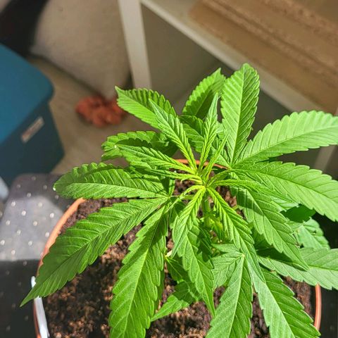 Miss Secret 🤫 growlog timeline photo