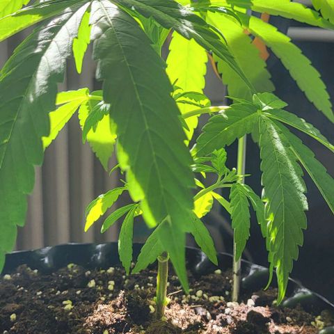 Miss Secret 🤫 growlog timeline photo