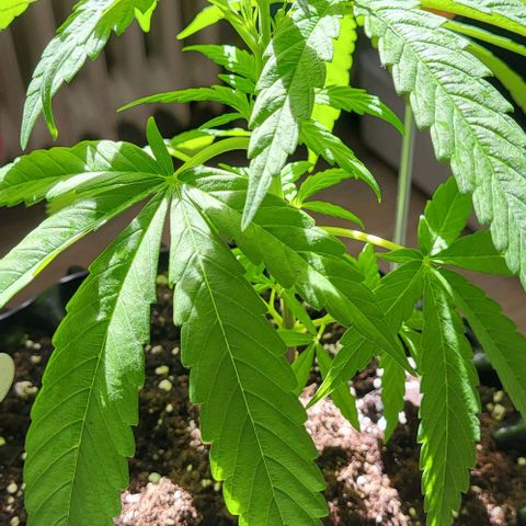 Miss Secret 🤫 growlog timeline photo