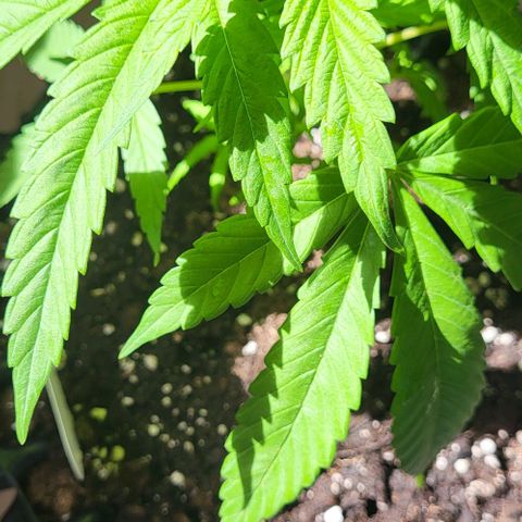 Miss Secret 🤫 growlog timeline photo