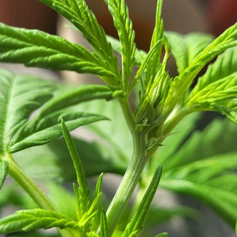 Miss Secret 🤫 growlog timeline photo