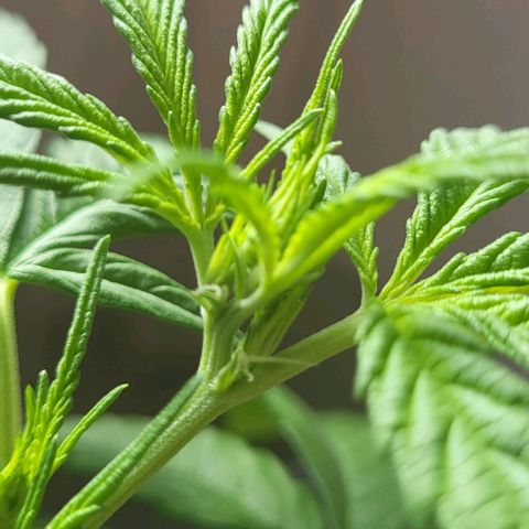 Miss Secret 🤫 growlog timeline photo