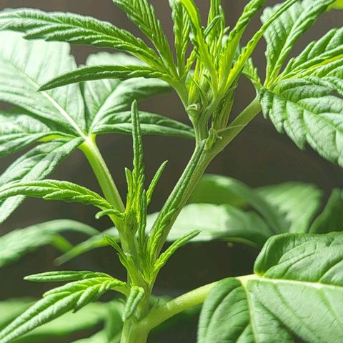 Miss Secret 🤫 growlog timeline photo