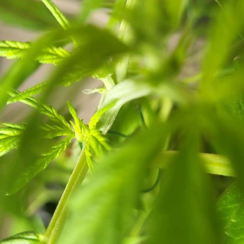 Miss Secret 🤫 growlog timeline photo
