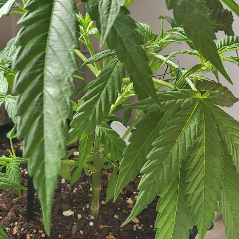 Miss Secret 🤫 growlog timeline photo