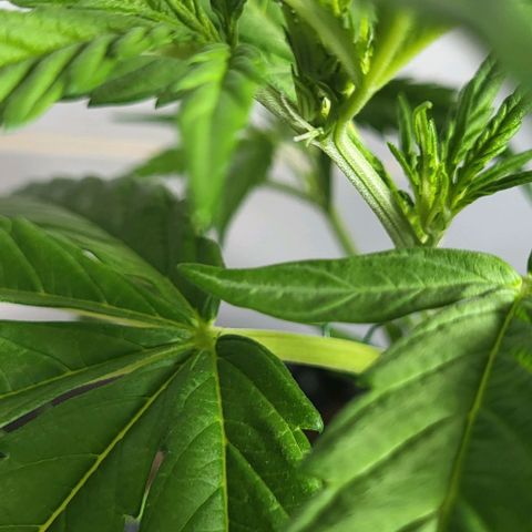 Miss Secret 🤫 growlog timeline photo
