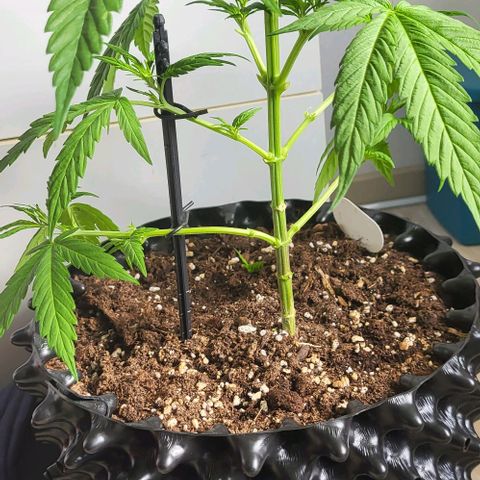 Miss Secret 🤫 growlog timeline photo