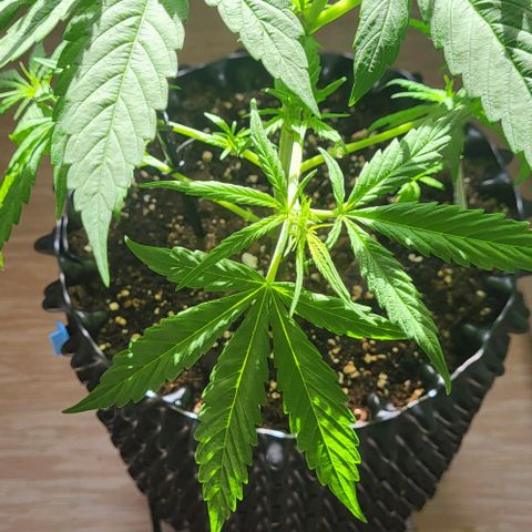 Miss Secret 🤫 growlog timeline photo