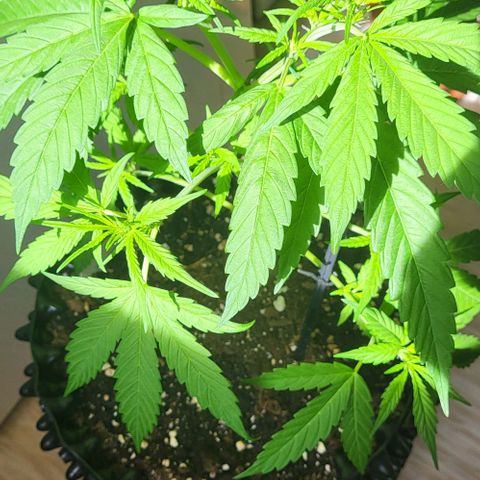 Miss Secret 🤫 growlog timeline photo