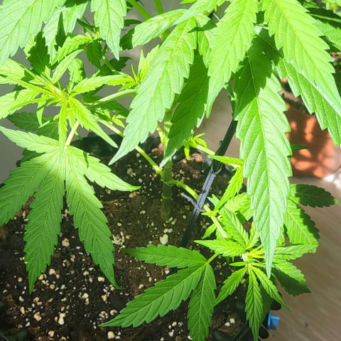 Miss Secret 🤫 growlog timeline photo
