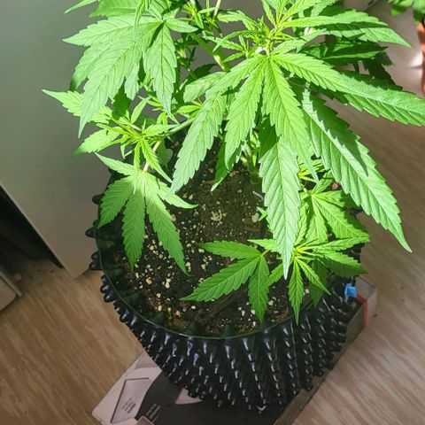 Miss Secret 🤫 growlog timeline photo
