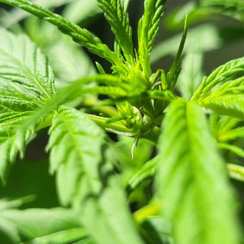 Miss Secret 🤫 growlog timeline photo