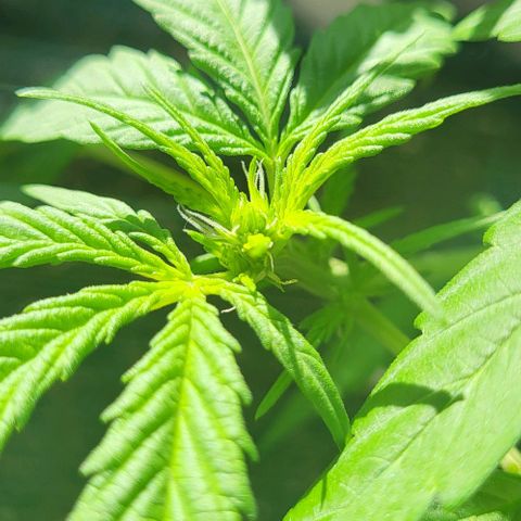 Miss Secret 🤫 growlog timeline photo