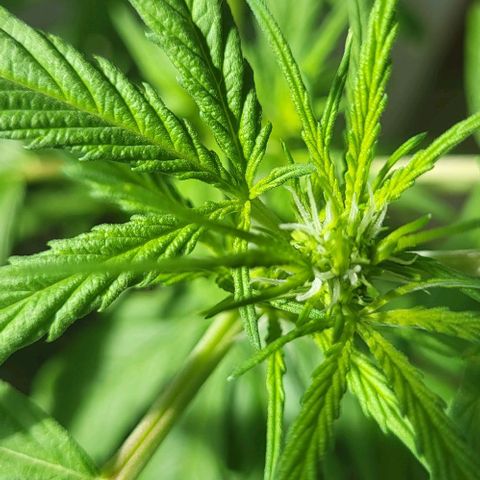 Miss Secret 🤫 growlog timeline photo