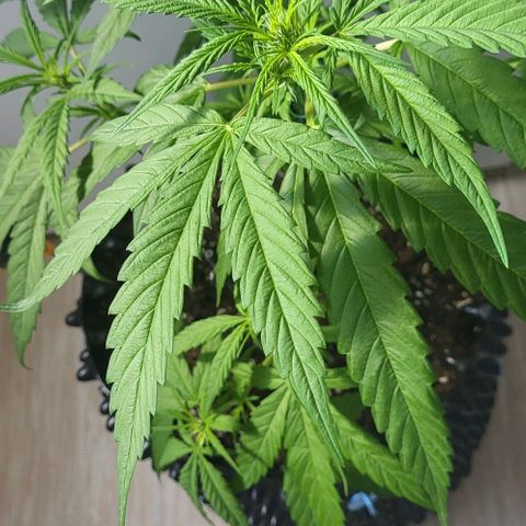 Miss Secret 🤫 growlog timeline photo
