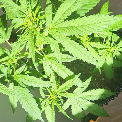 Miss Secret 🤫 growlog timeline photo