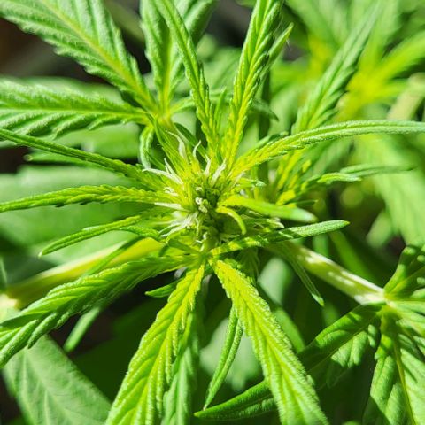 Miss Secret 🤫 growlog timeline photo