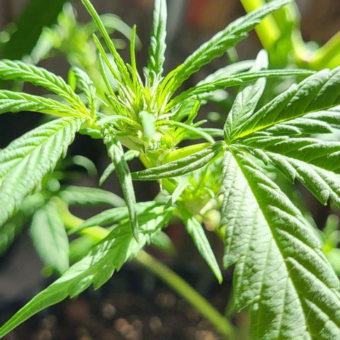 Miss Secret 🤫 growlog timeline photo