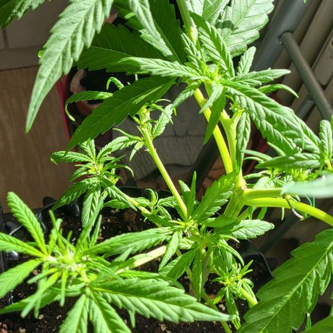 Miss Secret 🤫 growlog timeline photo