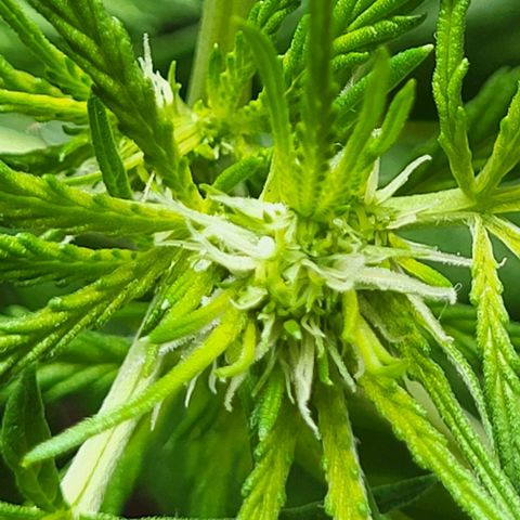 Miss Secret 🤫 growlog timeline photo