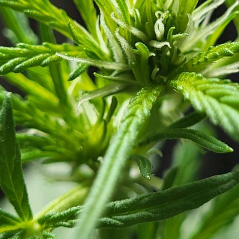 Miss Secret 🤫 growlog timeline photo