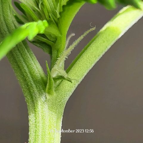 Miss Secret 🤫 growlog timeline photo