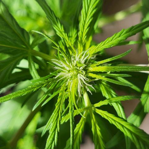 Miss Secret 🤫 growlog timeline photo