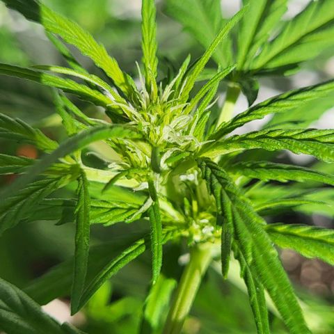 Miss Secret 🤫 growlog timeline photo