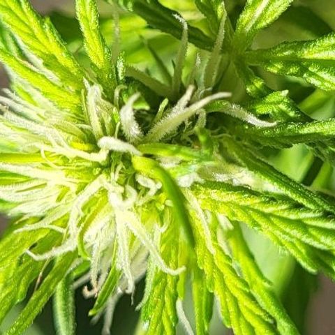 Miss Secret 🤫 growlog timeline photo