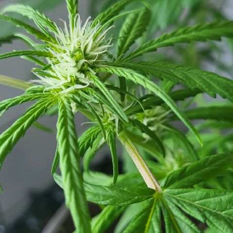 Miss Secret 🤫 growlog timeline photo