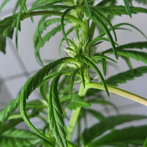 Miss Secret 🤫 growlog timeline photo