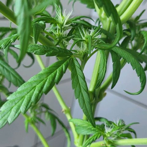 Miss Secret 🤫 growlog timeline photo
