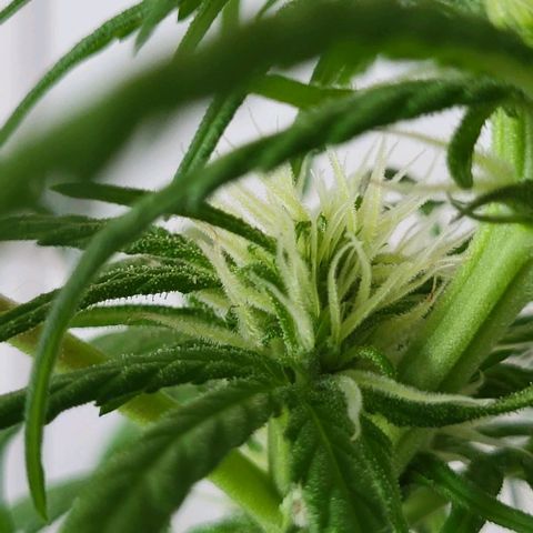 Miss Secret 🤫 growlog timeline photo