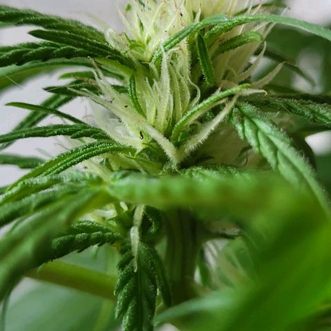 Miss Secret 🤫 growlog timeline photo