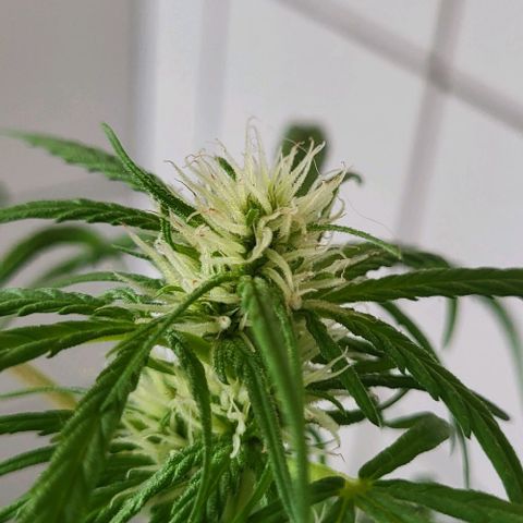 Miss Secret 🤫 growlog timeline photo