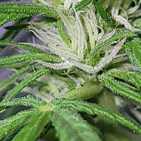 Miss Secret 🤫 growlog timeline photo