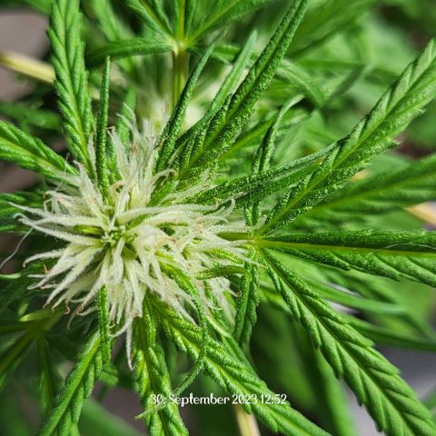 Miss Secret 🤫 growlog timeline photo