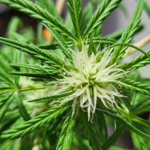 Miss Secret 🤫 growlog timeline photo