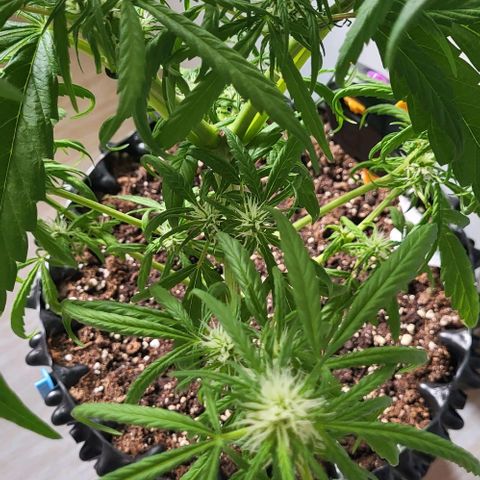 Miss Secret 🤫 growlog timeline photo