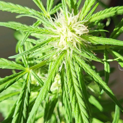 Miss Secret 🤫 growlog timeline photo