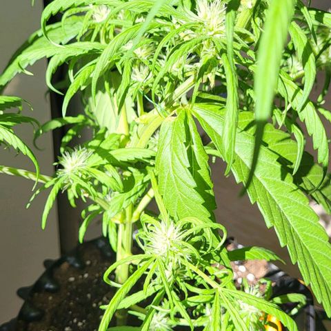 Miss Secret 🤫 growlog timeline photo