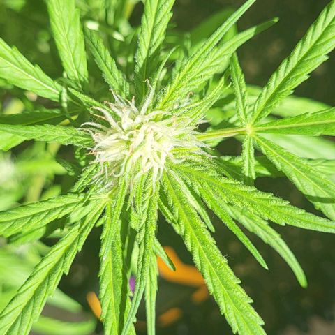 Miss Secret 🤫 growlog timeline photo