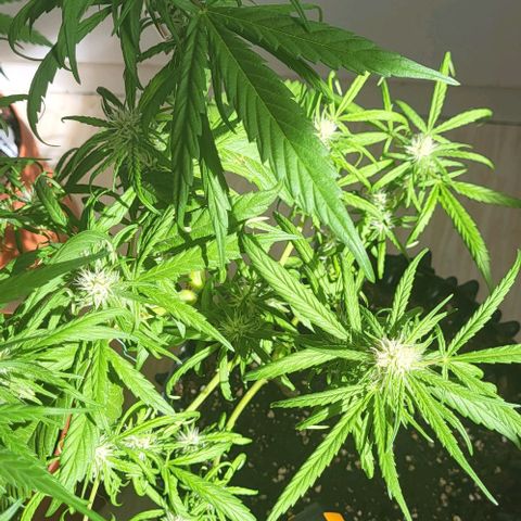 Miss Secret 🤫 growlog timeline photo