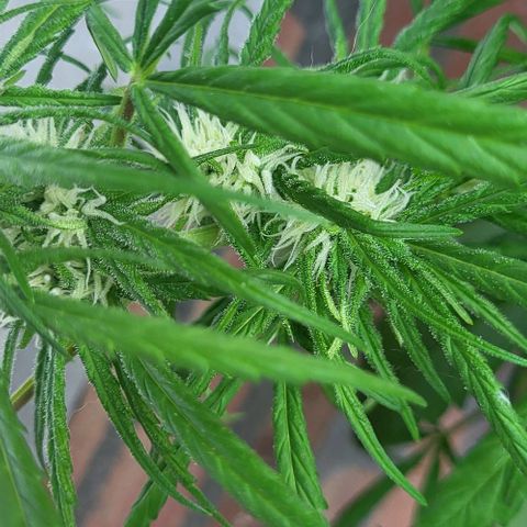 Miss Secret 🤫 growlog timeline photo